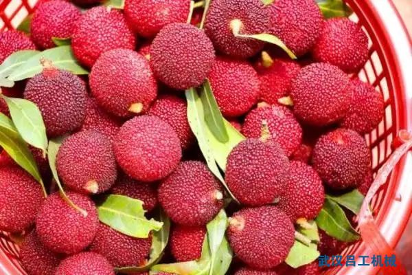 米兰线上娱乐可以包装杨梅吗